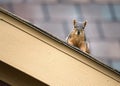 Squirrel on the roof top Royalty Free Stock Photo