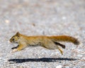 A squirrel running across gravel