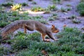 Squirrel running