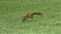 A squirrel running across the lawn capturing his back legs up in the air.