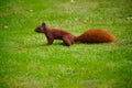 Squirrel running around in garden