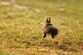 Squirrel running away