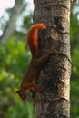 Squirrel running down the palm tree in Minca in Colombia Royalty Free Stock Photo