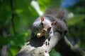 Squirrel Running Down a Tree Branch with a Peanut Royalty Free Stock Photo