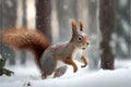 Squirrel running in the forest on a snowy winter day