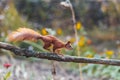 Squirrel running jumping on a wooden fence