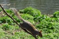 squirrel running in the park