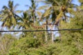 squirrel running on power lines Royalty Free Stock Photo