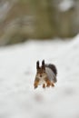 Squirrel running