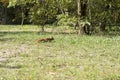 Squirrel runs through the forest