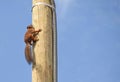 Squirrel runs by the pole