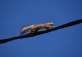 Squirrel runs, jumps by the electric wires