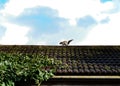 Squirrel runs on the roof