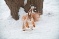 Squirrel runs in winter