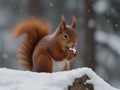 Cute orange red squirrel eats a nut in winter scene with snow, Czech republic. Royalty Free Stock Photo