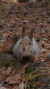 Squirrel's on the prowl Royalty Free Stock Photo