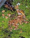 Squirrel`s Repast