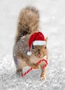 Cute squirrel with a Christmas hat and a tiny candy cane in the snow. Animal fun holiday greeting card