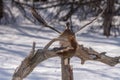 Squirrel scared of landing mallard Royalty Free Stock Photo