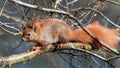 Squirrel - Sciuridae