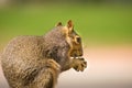 Squirrel Sciuridae With Green Background Royalty Free Stock Photo