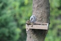 A squirrel, Sciuridae, laying on a platform feeder attached to a Maple tree in Trevor, Wisconsin