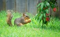 Squirrel eating peach fruit in the garden Royalty Free Stock Photo