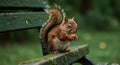 A squirrel (Sciurus sp.) perched on a moss-covered wooden bench, holding an acorn. Royalty Free Stock Photo