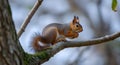 curious squirrel in the tree trunk with blurred background Royalty Free Stock Photo