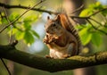 A squirrel (Sciurus sp.) sits on a tree branch, holding a nut in its paws. The squirrel has a bushy Royalty Free Stock Photo