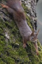 Squirrel (Sciurus vulgaris), climbing down a walnut tree with moss