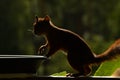 Squirrel, Sciurus vulgaris in closeup, silhouette in backlight.