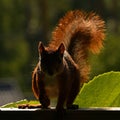 Squirrel, Sciurus vulgaris in closeup, silhouette in backlight.