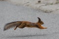 Squirrel, Sciurus vulgaris jumps above road