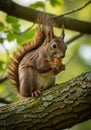 A squirrel (Sciurus vulgaris) is perched on a lichen-covered tree branch. It clutches a Royalty Free Stock Photo