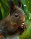 Squirrel, Sciurus vulgaris sitting and eating in close-up Royalty Free Stock Photo