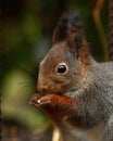 Squirrel, Sciurus vulgaris sitting and eating in close-up Royalty Free Stock Photo