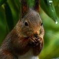 Squirrel, Sciurus vulgaris sitting and eating in close-up Royalty Free Stock Photo