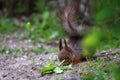 Squirrel (Sciurus vulgaris) tail raised while partially hidden in undergrowth during alert foraging moment Royalty Free Stock Photo