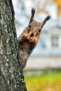 Squirrel Sciurus vulgaris