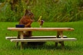 Squirrel, Sciurus vulgaris, who got her own breakfast table with flowers and food served on a garden table Royalty Free Stock Photo