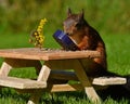 Squirrel, Sciurus vulgaris, who got her own breakfast table with flowers and food served on a garden table Royalty Free Stock Photo