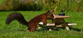 Squirrel, Sciurus vulgaris, who got her own breakfast table with flowers and food served on a garden table Royalty Free Stock Photo