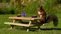 Squirrel, Sciurus vulgaris, who got her own breakfast table with flowers and food served on a garden table Royalty Free Stock Photo