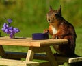 Squirrel, Sciurus vulgaris, who got her own breakfast table with flowers and food served on a garden table Royalty Free Stock Photo