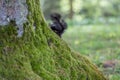 Squirrel scurries behind a tree and only the tail is still visible in a city park, Germany