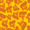 Squirrel seamless pattern. Background from hilarious animal with