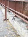 a squirrel search for food on a bridge