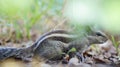 A squirrel searching for food in garden