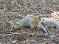 Squirrel searching food in nature